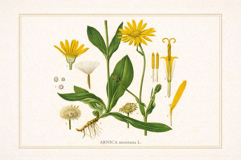 Arnica montana - ilustração botânica