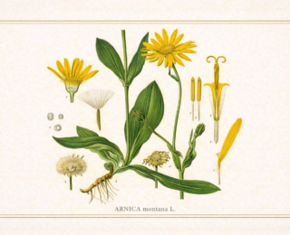 Arnica (Arnica montana e espécies brasileiras): usos medicinais, tradição popular e evidências científicas