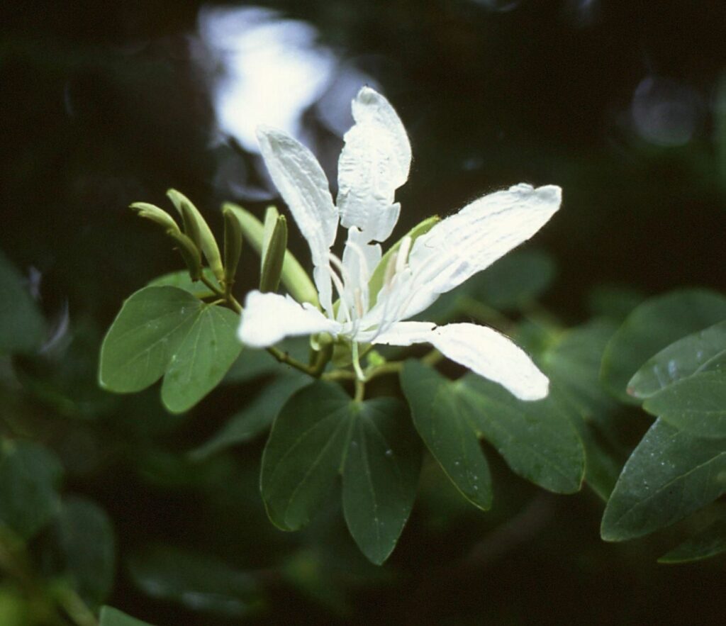 Pata-de-vaca (Bauhinia forficata): botânica, usos tradicionais e evidências científicas | Benverde Bauhinia forficata | Benverde
