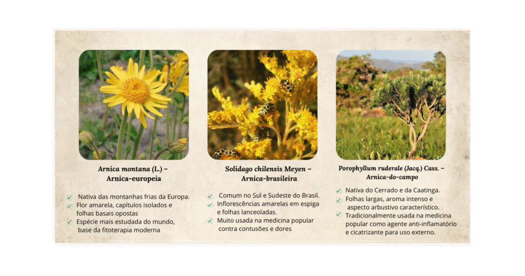Arnica (Arnica montana e espécies brasileiras): usos medicinais, tradição popular e evidências científicas | Benverde Comparativo visual entre Arnica montana, Solidago chilensis e Porophyllum ruderale, espécies conhecidas popularmente como arnica.