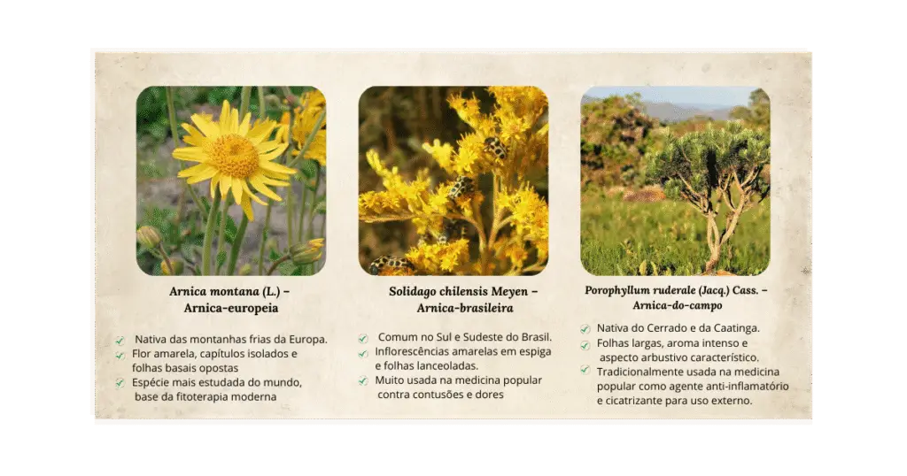 Arnica (Arnica montana e espécies brasileiras): usos medicinais, tradição popular e evidências científicas | Benverde Comparativo visual entre Arnica montana, Solidago chilensis e Porophyllum ruderale, espécies conhecidas popularmente como arnica.