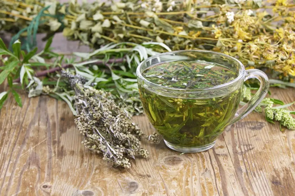 Chá de losna preparado com folhas secas - bebida medicinal feita com Artemisia absinthium.
