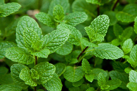 Chá de Hortelã: benefícios e como preparar | Benverde Hortelã fresca (Mentha spp.) com folhas verdes vibrantes vistas de perto