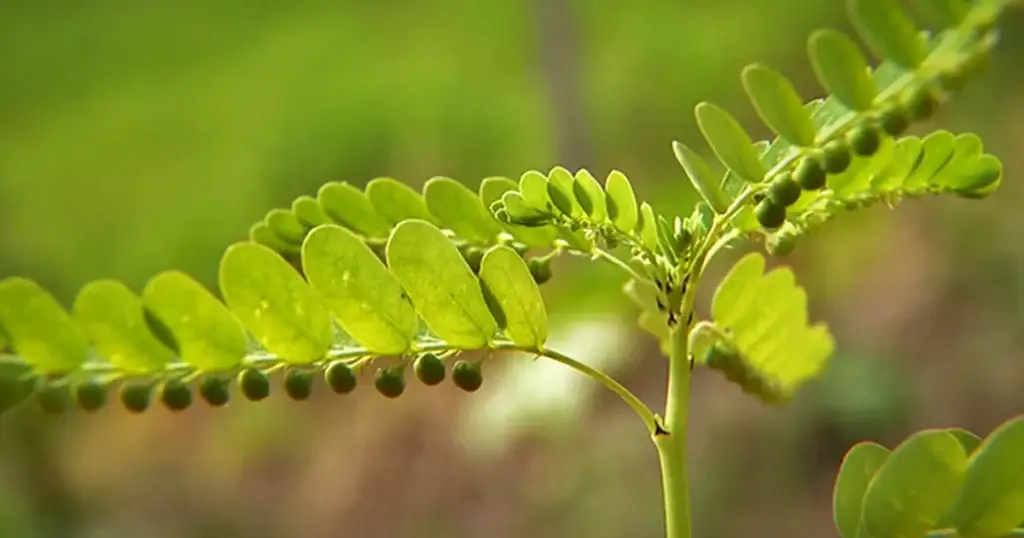 Quebra-pedra (Phyllanthus spp.): botânica, usos tradicionais e evidências científicas | Benverde Detalhe dos ramos e frutos da planta quebra-pedra (Phyllanthus niruri), utilizada em tratamentos naturais.