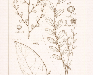 Quebra-pedra (Phyllanthus spp.): botânica, usos tradicionais e evidências científicas