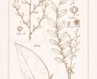Quebra-pedra (Phyllanthus spp.): botânica, usos tradicionais e evidências científicas