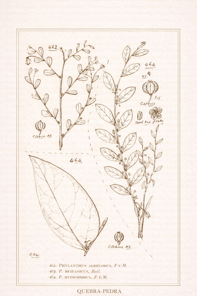 lustração botânica científica do gênero Phyllanthus, publicada em catálogo botânico histórico, com representação detalhada de ramos, folhas, cápsulas e estruturas reprodutivas.