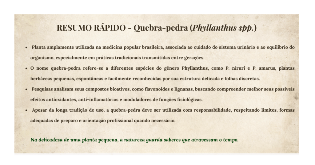 Quebra-pedra (Phyllanthus spp.): botânica, usos tradicionais e evidências científicas | Benverde Resumo rapido quebra pedra | Benverde