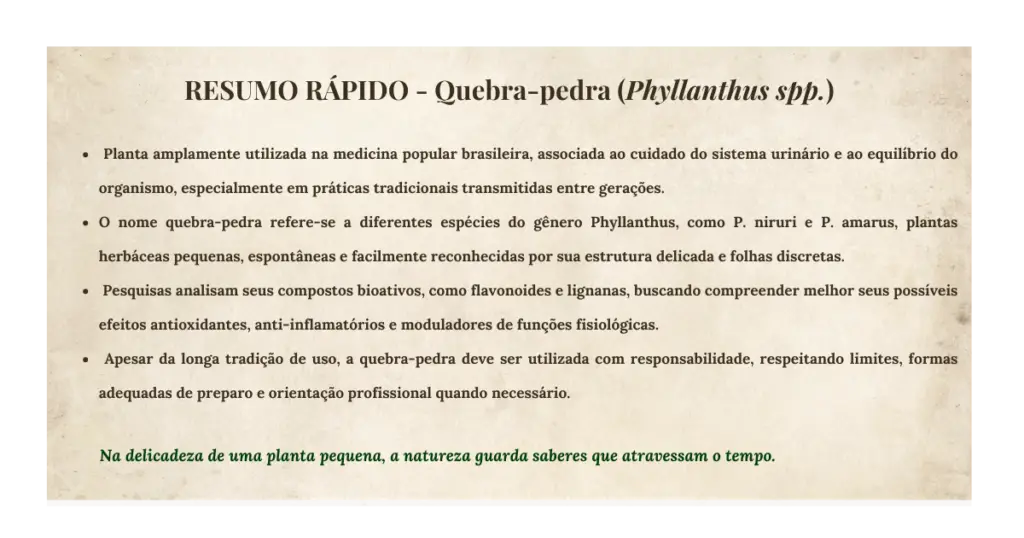 Quebra-pedra (Phyllanthus spp.): botânica, usos tradicionais e evidências científicas | Benverde Resumo rapido quebra pedra | Benverde