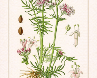 Valeriana (Valeriana officinalis): botânica, usos tradicionais e evidências científicas