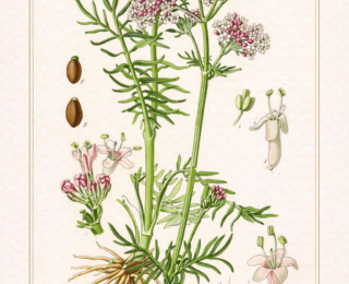 Valeriana (Valeriana officinalis): botânica, usos tradicionais e evidências científicas