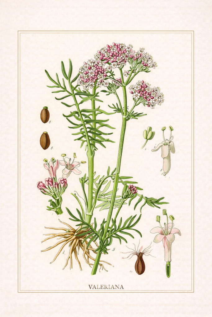 Ilustração botânica histórica de Valeriana officinalis, mostrando a planta inteira, flores e raiz.