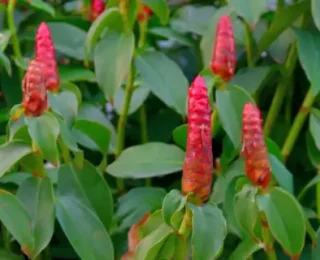 Chá de Cana-do-brejo: benefícios