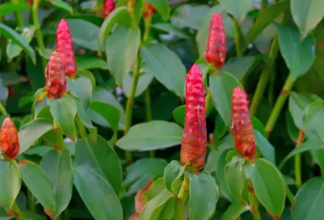 cana do brejo imagem 2 | Benverde