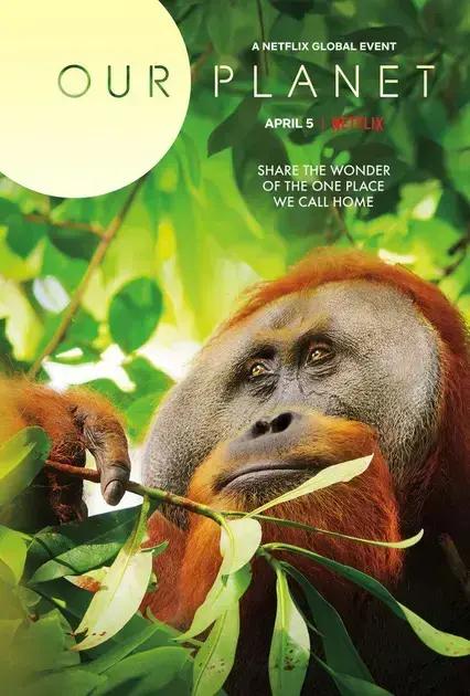 Nosso Planeta: uma série que revela a beleza e a fragilidade da vida na Terra | Benverde Orangotango em meio à vegetação da floresta tropical, em cena da série Nosso Planeta, representando a vida selvagem e a importância da preservação das florestas.