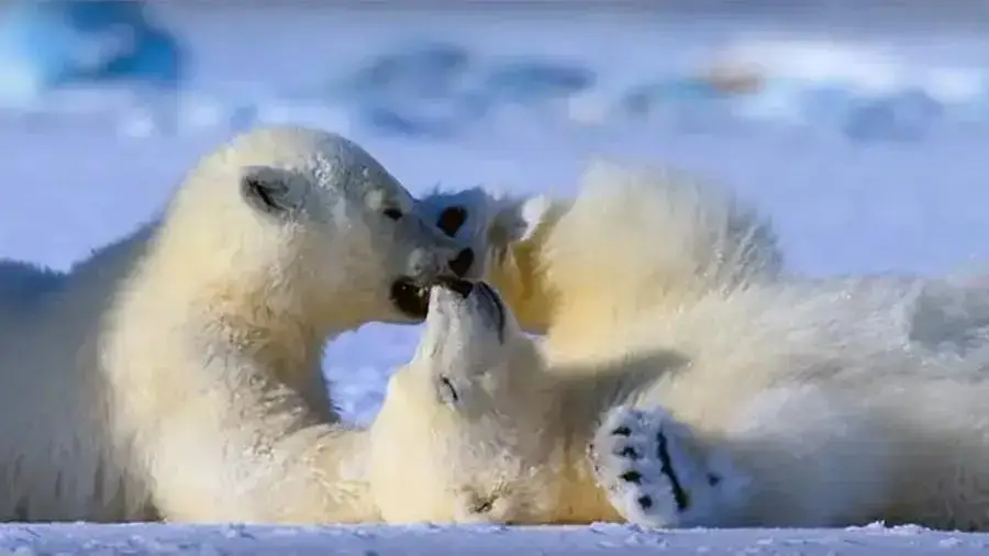 Dois ursos-polares interagindo sobre o gelo no Ártico, em cena da série Nosso Planeta, simbolizando a vida selvagem e a fragilidade dos ecossistemas polares.
