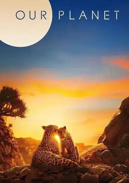 Nosso Planeta: uma série que revela a beleza e a fragilidade da vida na Terra | Benverde Dois leopardos observando o pôr do sol em paisagem rochosa, em cena da série Nosso Planeta, simbolizando a beleza e a harmonia da vida selvagem.