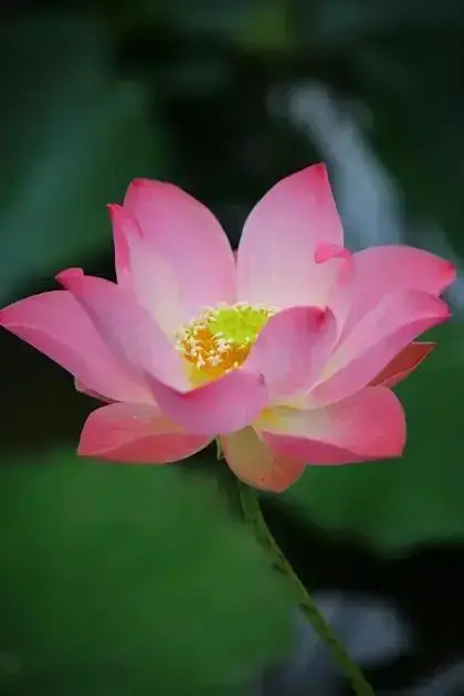 A flor de lótus na mitologia: renascimento, cura e sabedoria interior | Benverde Flor de lótus rosa em ambiente natural, símbolo de pureza, renascimento e elevação espiritual. 📄 Legenda
