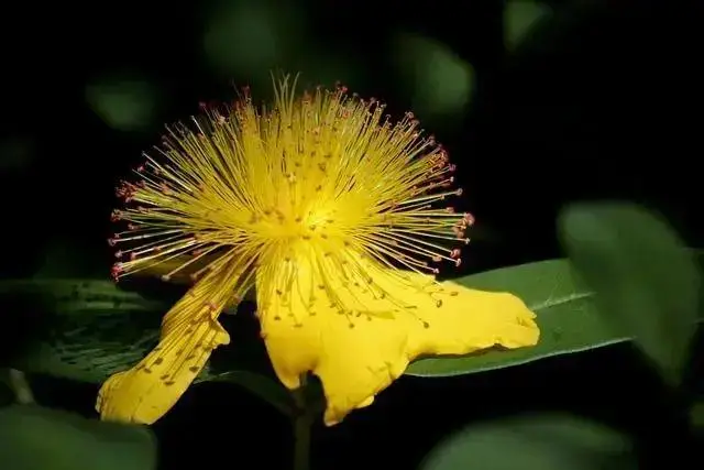 A Erva de São João: entre a lenda medieval e o poder de cura natural | Benverde Flor amarela da Erva de São João (Hypericum perforatum) em ambiente natural, símbolo da luz, proteção e cura nas tradições europeias.