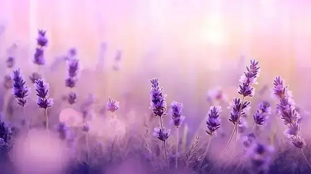 Campo florido com hastes de lavanda roxa sob luz suave ao entardecer