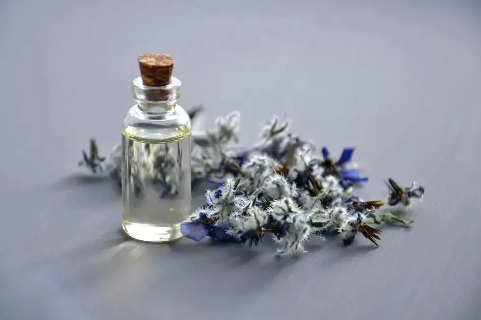 Óleo essencial de lavanda: flores de lavanda e frasco de óleo essencial sobre superfície clara