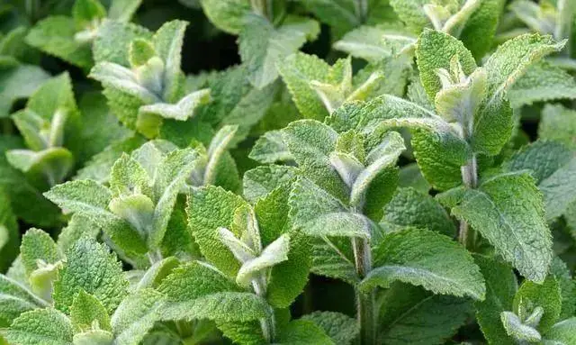 Chá de Hortelã: benefícios e como preparar | Benverde Folhas de hortelã com textura aveludada em plantação