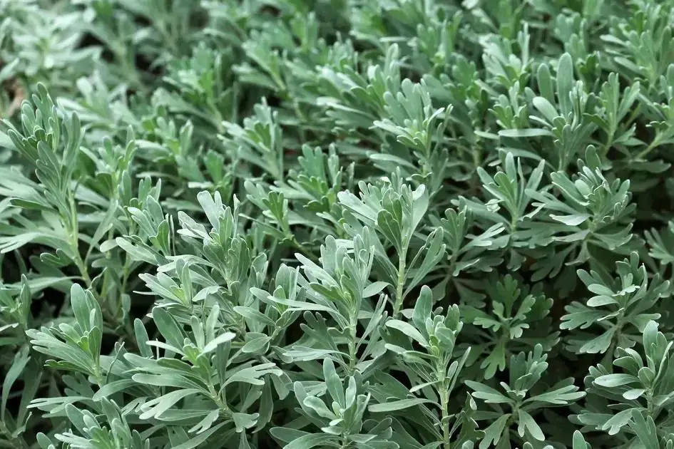 Losna (Artemisia absinthium) vista de perto — folhas aromáticas usadas para chás medicinais.