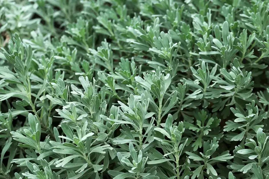 Losna (Artemisia absinthium) vista de perto — folhas aromáticas usadas para chás medicinais.