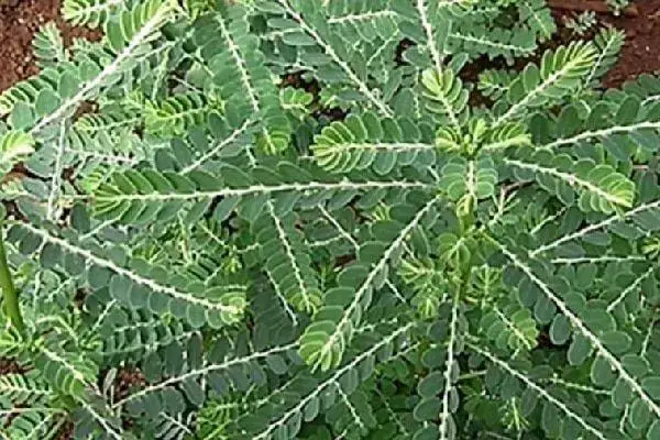 Quebra-pedra (Phyllanthus spp.): botânica, usos tradicionais e evidências científicas | Benverde Folhas da planta quebra-pedra (Phyllanthus niruri), usada na fitoterapia para cuidar da saúde dos rins.