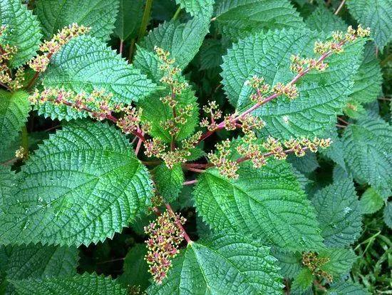 Urtiga (Urtica dioica): botânica, usos tradicionais, preparo e evidências científicas | Benverde Folhas de urtiga verde utilizadas na medicina natural por suas propriedades anti-inflamatórias e nutritivas