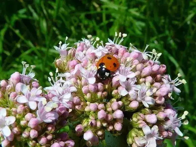 Valeriana (Valeriana officinalis): botânica, usos tradicionais e evidências científicas | Benverde valeriana, planta usada em chás e tratamentos naturais para melhorar o sono e reduzir a ansiedade