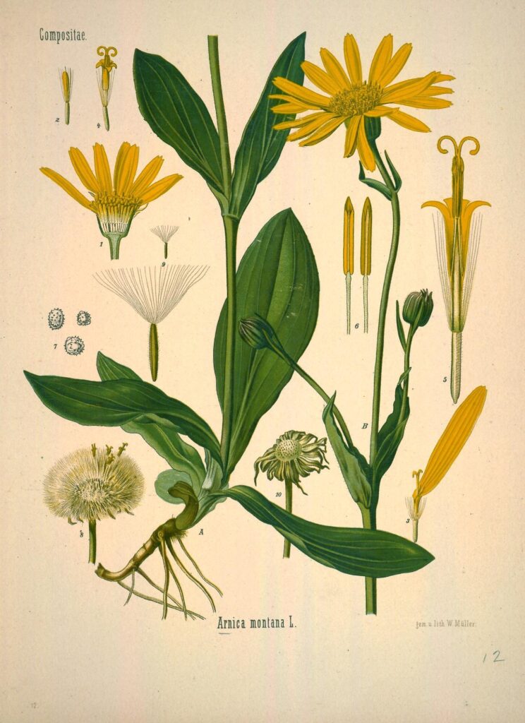 Arnica (Arnica montana e espécies brasileiras): usos medicinais, tradição popular e evidências científicas | Benverde Ilustração botânica da Arnica montana com flores amarelas, folhas opostas e detalhes estruturais da planta.