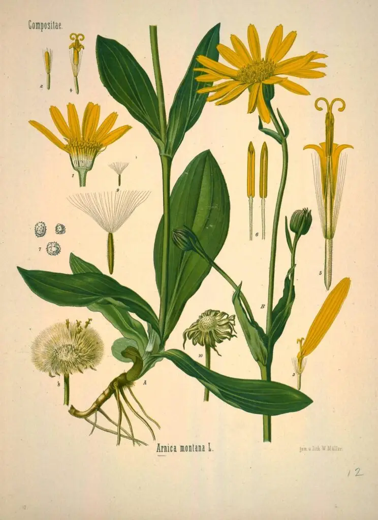 Ilustração botânica da Arnica montana com flores amarelas, folhas opostas e detalhes estruturais da planta.