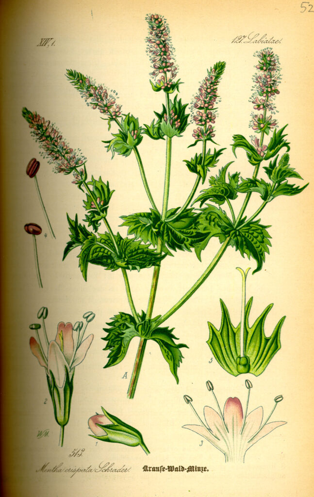 Hortelã (mentha spp.): botânica, usos tradicionais, preparo e evidências científicas) | Benverde Hortelã-Mentha crispiata — ilustração botânica histórica (século XIX)