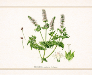 Hortelã (mentha spp.): botânica, usos tradicionais, preparo e evidências científicas)