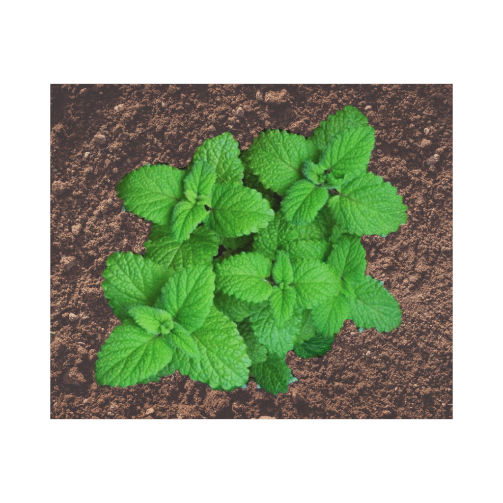 Hortelã fresca cultivada em solo orgânico