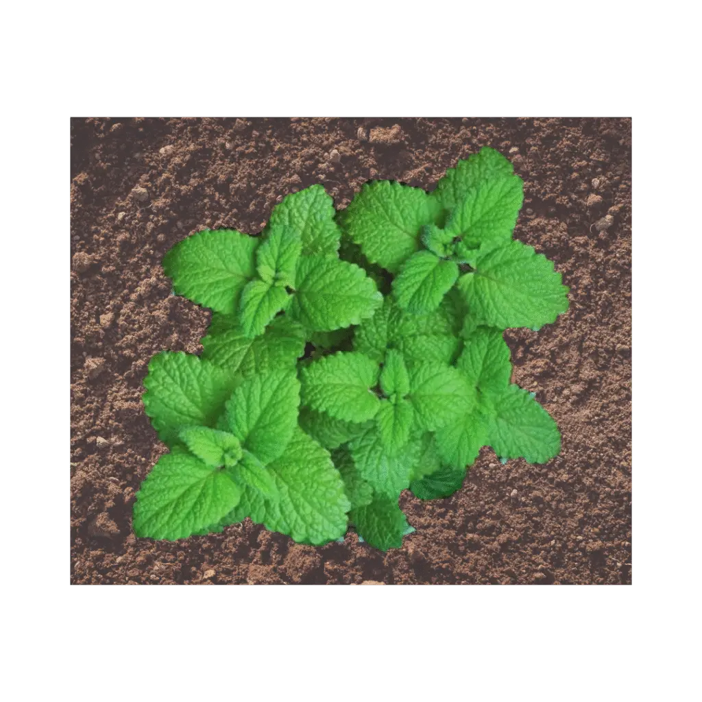 Hortelã (mentha spp.): botânica, usos tradicionais, preparo e evidências científicas) | Benverde Hortelã fresca cultivada em solo orgânico