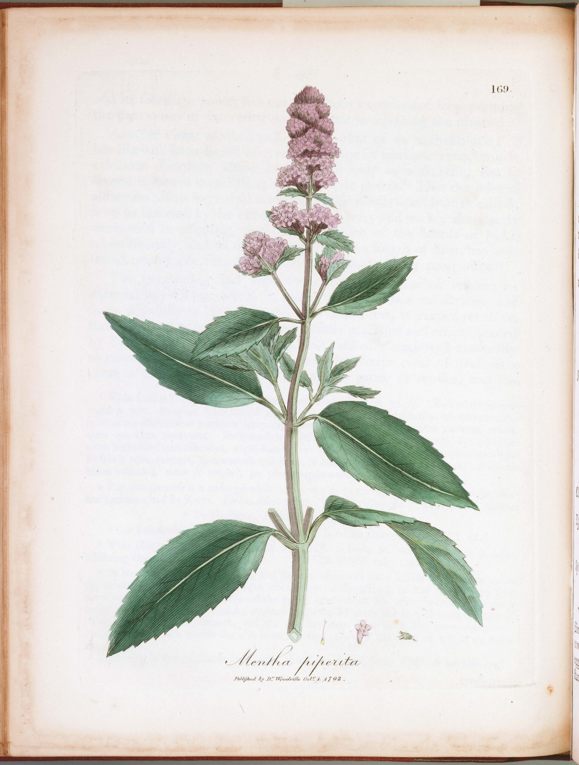 Hortelã (mentha spp.): botânica, usos tradicionais, preparo e evidências científicas) | Benverde Ilustração botânica histórica de Mentha piperita, publicada em 1792.