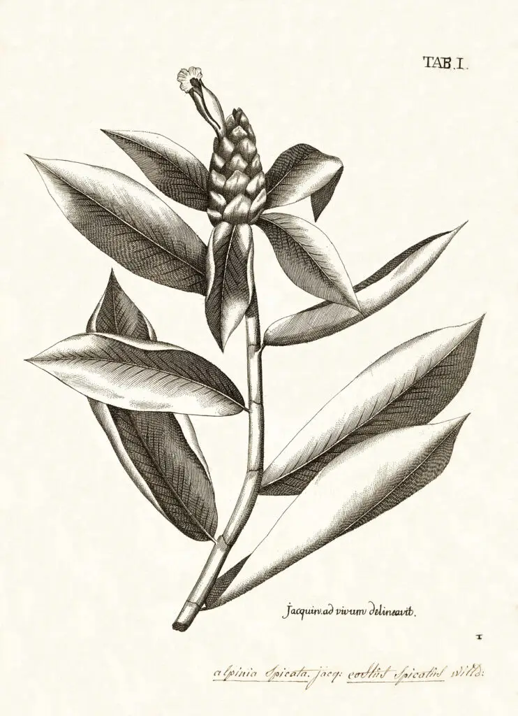 Ilustração botânica histórica de Costus spicatus, conhecida como cana-do-brejo, com representação detalhada da planta para fins científicos.