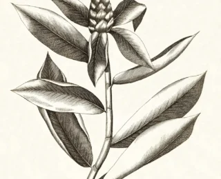 Cana-do-brejo: benef&iacute;cios, usos tradicionais, preparo e evid&ecirc;ncias cient&iacute;ficas