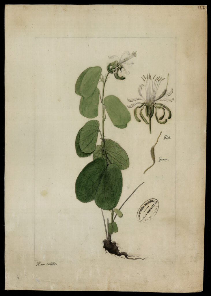 Ilustração botânica histórica de Bauhinia, gênero conhecido como pata-de-vaca, registrada no Brasil no século XVIII.