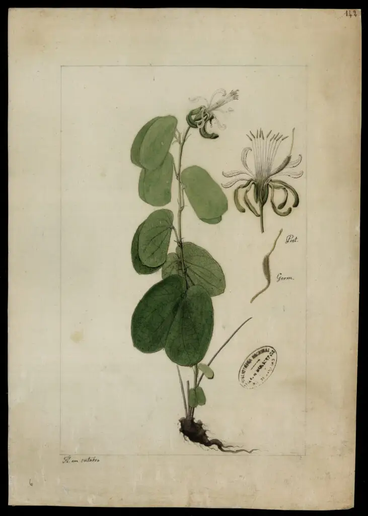 Ilustração botânica histórica de Bauhinia, gênero conhecido como pata-de-vaca, registrada no Brasil no século XVIII.