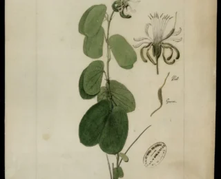 Pata-de-vaca (Bauhinia forficata): bot&acirc;nica, usos tradicionais e evid&ecirc;ncias cient&iacute;ficas