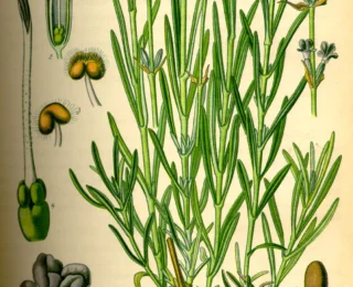 Lavanda (Lavandula angustifolia): bot&acirc;nica, usos tradicionais e evid&ecirc;ncias