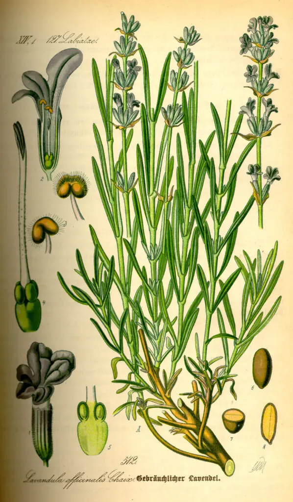 Gravura botânica científica de Lavandula angustifolia, ilustrando ramos floridos e detalhes morfológicos da planta.