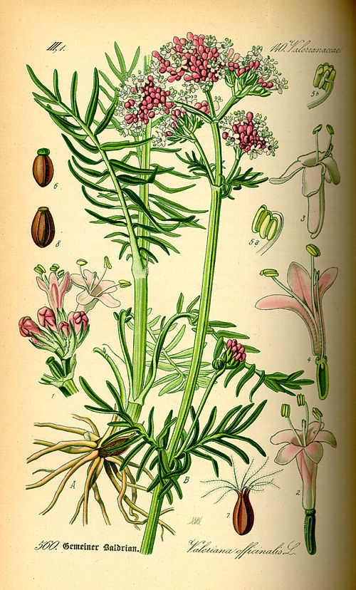 Valeriana (Valeriana officinalis): botânica, usos tradicionais e evidências científicas | Benverde Ilustração botânica histórica de Valeriana officinalis, mostrando a planta inteira, flores e raiz.