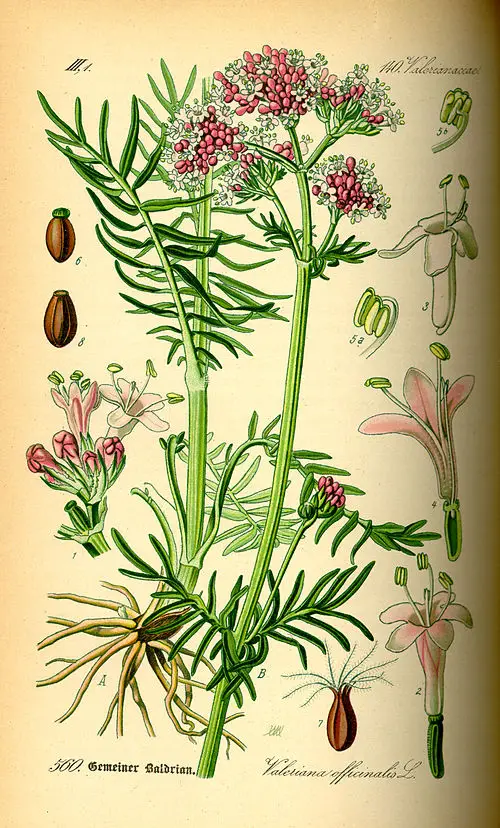 Ilustração botânica histórica de Valeriana officinalis, mostrando a planta inteira, flores e raiz.