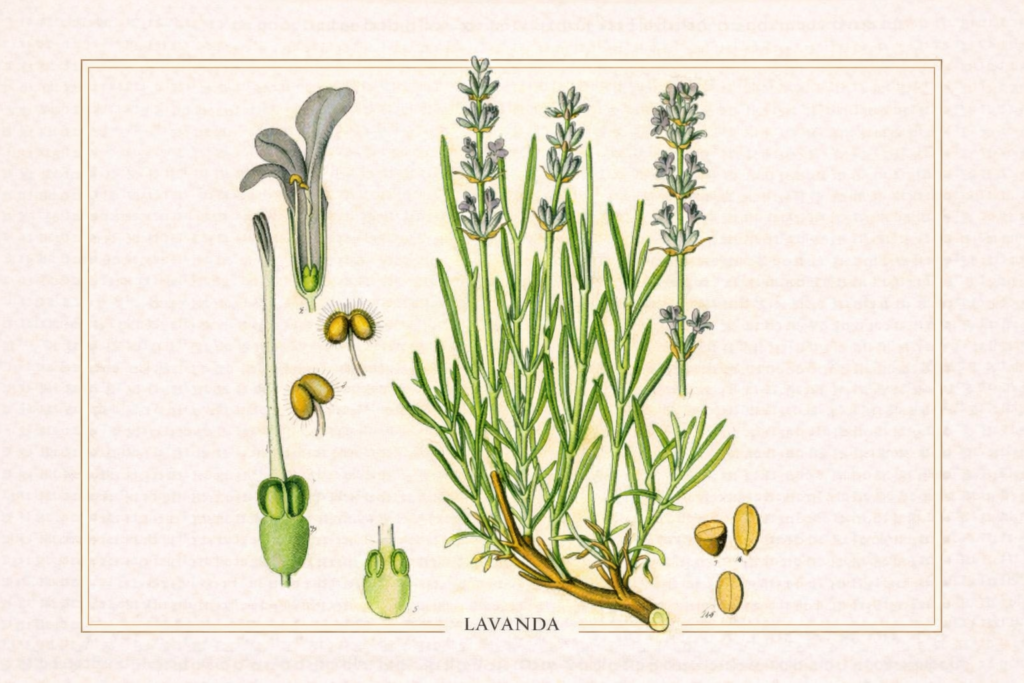 Gravura botânica científica de Lavandula angustifolia, ilustrando ramos floridos e detalhes morfológicos da planta.