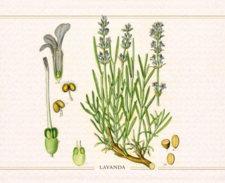 Lavanda (Lavandula angustifolia): botânica, usos tradicionais e evidências