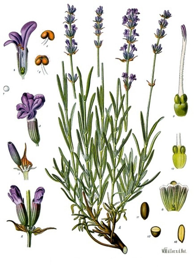 Lavanda (Lavandula angustifolia): botânica, usos tradicionais e evidências | Benverde Ilustração botânica histórica de Lavandula angustifolia, publicada no século XIX.